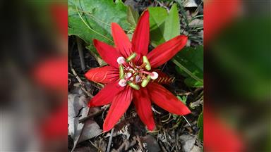 Clematis_terniflora