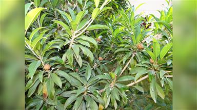 Clematis_terniflora