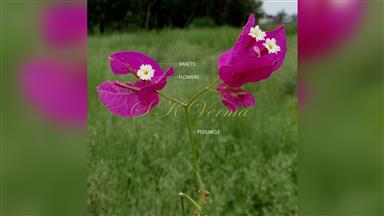 Clematis_terniflora