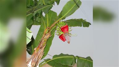Clematis_terniflora
